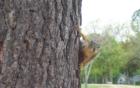 One of the natives at Mary Peckham Park in Katy.  This guy came up to my daughter and I, about 2 feet away and was peeking around this tree.  We call this shot--Spidersquirrel!
