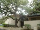1210 Windsor - Downtown Austin condos in the heart of old West Austin