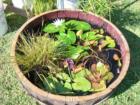 Haiku Ho'olaulea Flower Festival - Haiku Maui Hawaii - water lily tub