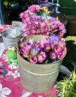 Haiku Ho'olaulea Flower Festival - Haiku Maui Hawaii - water lily flowers for sale