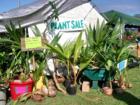 Haiku Ho'olaulea Flower Festival - Haiku Maui Hawaii - coconut plants for sale