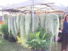 Haiku Ho'olaulea Flower Festival - Haiku Maui Hawaii - who's spahking who?