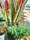 Haiku Ho'olaulea Flower Festival - Haiku Maui Hawaii - more flowers - heliconias for sale