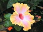 The Hibiscus is a prolific bloomer in the New Orleans area. They love the warm and humid weather. They can be grown in pots or just put out in the yard. You may have 40-50 flowers per day on some varities. 