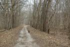 My girlfriend's dog Brandi enjoying a run on the trail