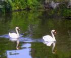 Swans at Historic Bok Tower in Lake Wales