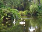 Swans swimming at Bok Tower in Lake Wales