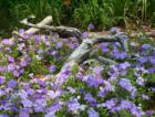 Flower Bed on the grounds of Bok Tower in Lake Wales
