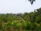 View of countryside from Bok Tower in Lake Wales