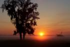 Morning Fog over Pasture in West Lake Wales