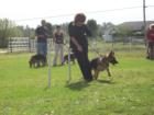 German Shepherd Schutzhund Club, North Fort Myers, Florida