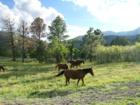 Wild Horses off Ski-Run Road near Ruidoso, New Mexico. Photo by Susan Hixon. All Rights Reserved.