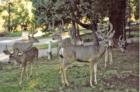 "Stag" Party. The "Bucks" stop here! Photo of male deers in my front yard by Susan L. Hixon.