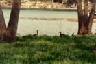 Geese in Walnut Springs Subdivision, Cape Fair, MO