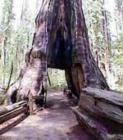 Big Trees Drive-thru Tree