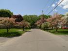 Dogwoods in bloom - May is a beautiful month!