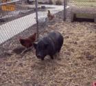 Some happy inhabitants of Highland Orchards