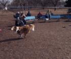 Bark Park at Talley Day Park on Foulk Rd.