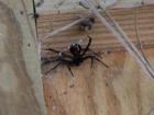 Black widow in a crawlspace- Do you really think Home Inspectors charge enough?