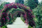Planting Fields Rose Arbor in Bloom - 3rd week in June