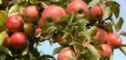 Apple Harvest Time