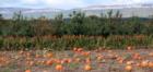 Just two miles south of the Village of New Paltz on Route 208 yields this inspiring annual scene.