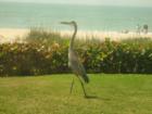Mr. Blue Heron takes a stroll on Casey Key beach, Nokomis Florida