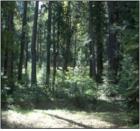 Dorrington Meadows Lot