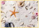 Shells on Pensacola Beach