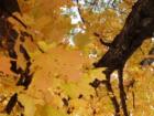 Fall colors are Awesome in McGregor Lakes area. Big Sandy Lake, I took this one in 2007 laying on my back looking up. McGregor is only 2 hours north of the MPLS area. 