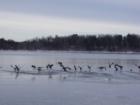 McGregor Minnesota has Awesome waterfowl hunting, These Canada Geese  were taken on Big Sandy Lake late fall just before the Ice came in December 2007