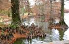 Cypress trees at historic Reelfoot Lake