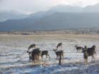 Wetmore Mule Deer