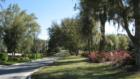 Haile's Manicured Streets - Azaleas in bloom