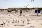 Man & the Birds