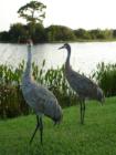 A pair of Sandhill Cranes. I'm pretty sure there are more cranes than people living in Viera ;)