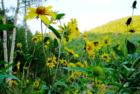 sunflowers at a cabin just outside Salt Lake City