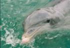 Dolphin playing boatside, off Casey Key Florida