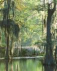 This is a photo that I purchased real estate rights to from the talented Laura Kelley.  It is called "Spanish Moss" and was taken at Sam Houston Jones Park in Moss Bluff.