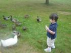 Feeding the ducks & geese at the Virginia Tech Duck Pond