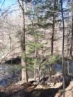 Hemlock Tree in Smedley Park