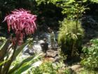 Beautiful stream near Hana