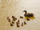 Edisto Memorial Gardens in Orangeburg SC has roses in abundance, an incredible boardwalk along the Edisto River, and these darling newborns sharing the 'pond' with turtles and catfish.  Bring the children!