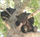 Baby bears on the Hyman Avenue mall in Aspen. They love the crab apples. This was taken in September, the tree is 15 feet away from my office window. Mommy bear was not too far away!