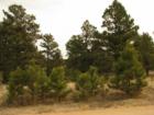 Yes this area has trees!