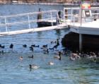 Lake Arrowhead Village--things are just "ducky" on this sunny spring day.
