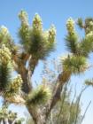 Joshua Trees in bloom