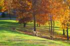 Deer on a Fall Day in Kimberling City