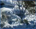 A Nanuet Snowstorm