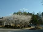 Japanese Cherry Trres in Bloom